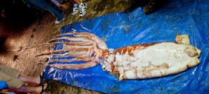 Giant Squid caught by fishermen