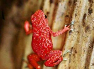 The Strawberry Frog