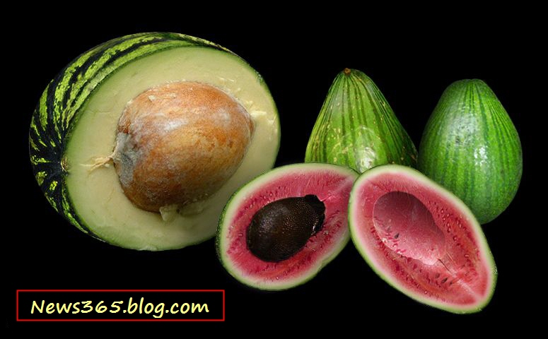 New GMO Pocket sized Watermelons and Huge Avocados New GMO Pocket sized Watermelons and Huge Avocados