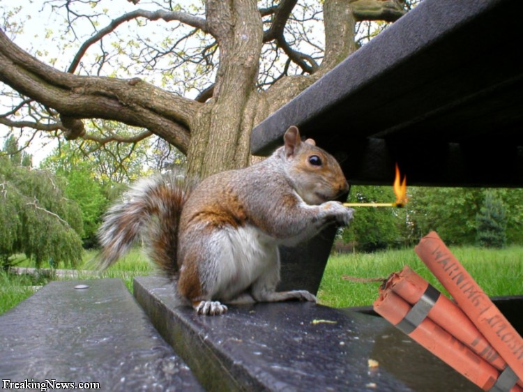 Squirrel Terrorists Squirrel Terrorists