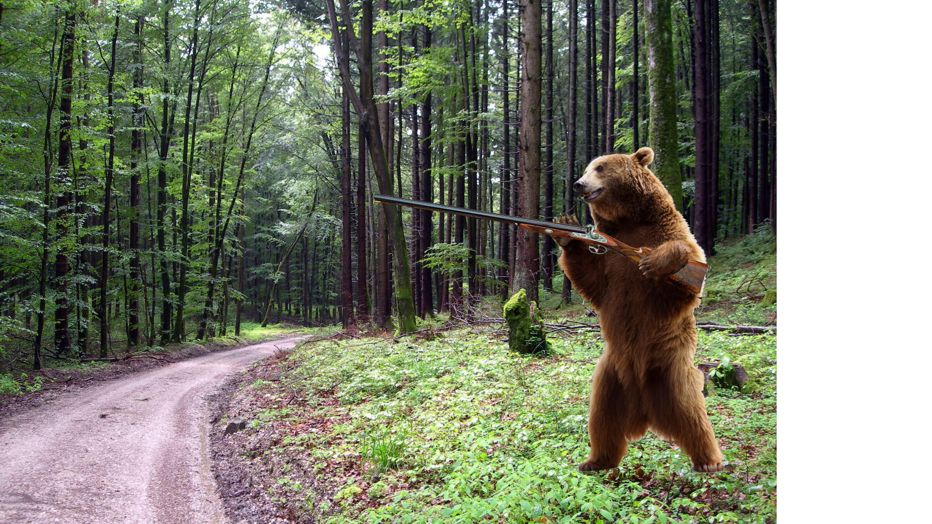 Tag Bear With Gun News 365