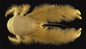 Kiwa Hirsuta - The Hairy Lobster