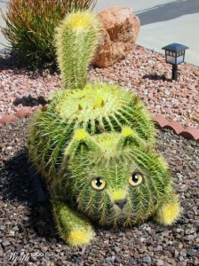 Catus - The Cat Cactus
