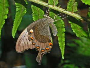 Papilio Palinurus Butterfly