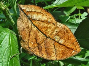 Dead Leaf Butterfly
