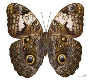 Owl Butterflies Wings