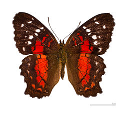 Scarlet Peacock Butterfly Image