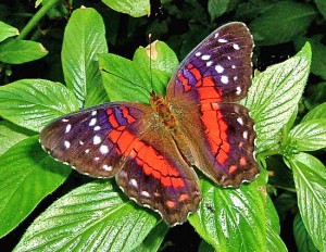 Scarlet Peacock Butterfly