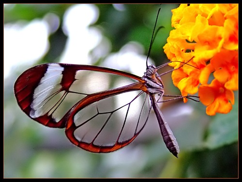 Clearwing Transparent looking Butterfly